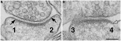 Modification of the synaptic cleft under excitatory conditions